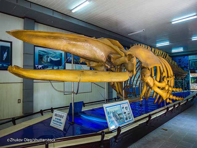 National Oceanographic Museum, Nha Trang nha trang