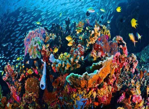 nha trang snorkeling tour